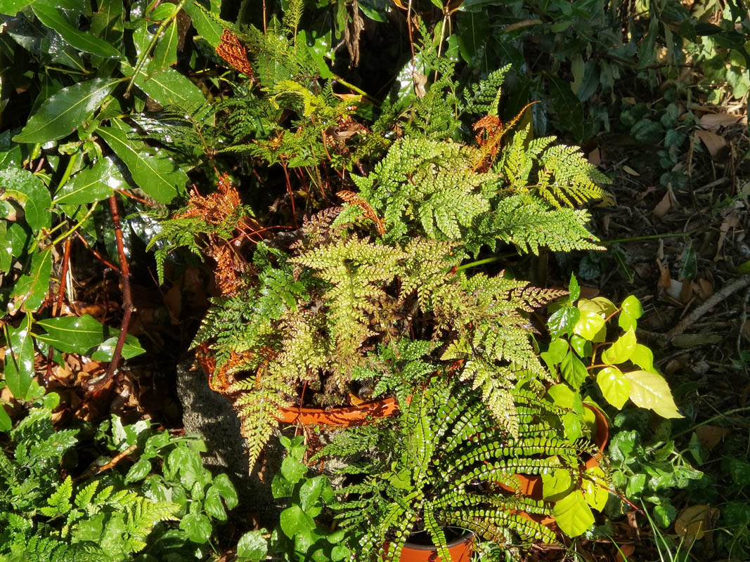 Davallia fejeensis